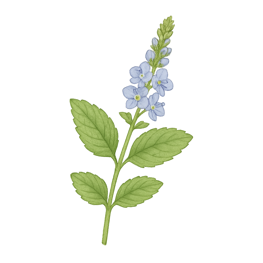 Ljekovita čestoslavica (Veronica officinalis)
