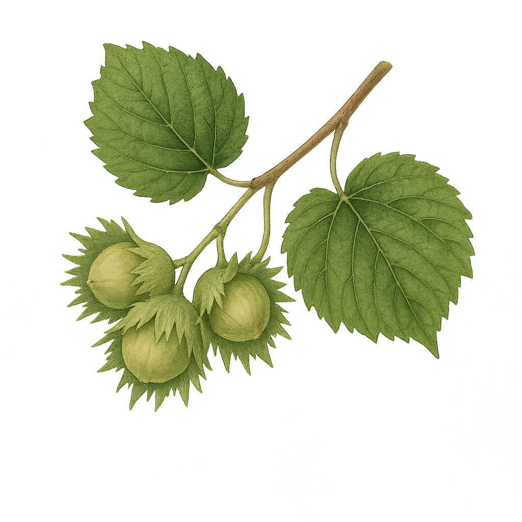  Lješnjak (Corylus avellana)