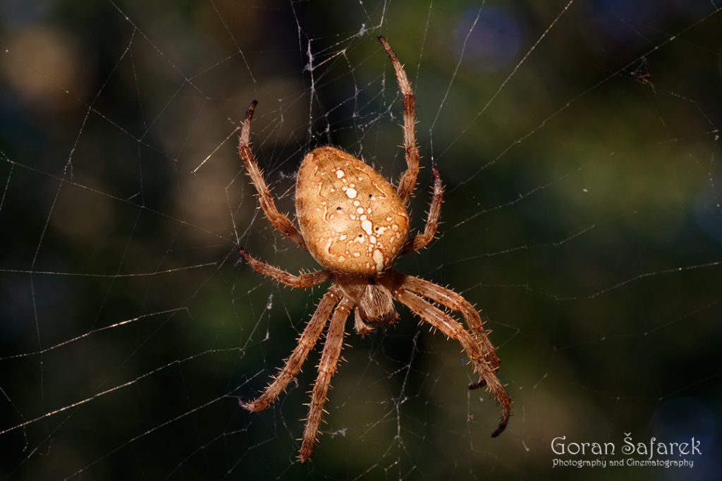 Križar (Araneus diadematus)