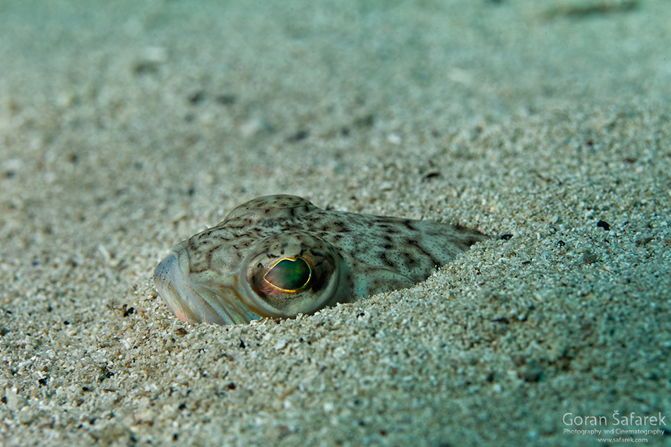 Pauk bijelac, Trachinus draco
