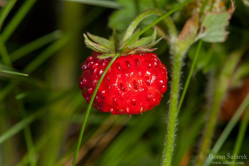 Šumska jagoda, Fragaria vesca