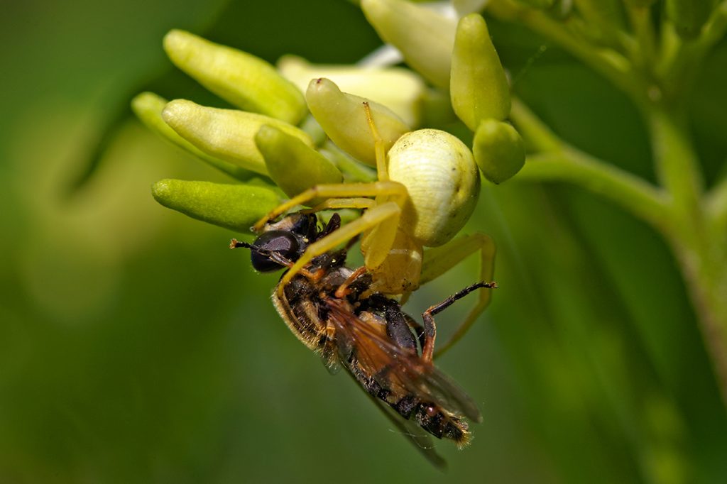 Račji pauci (Thomisidae)