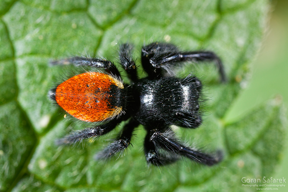 Pauci skakači (Salticidae)