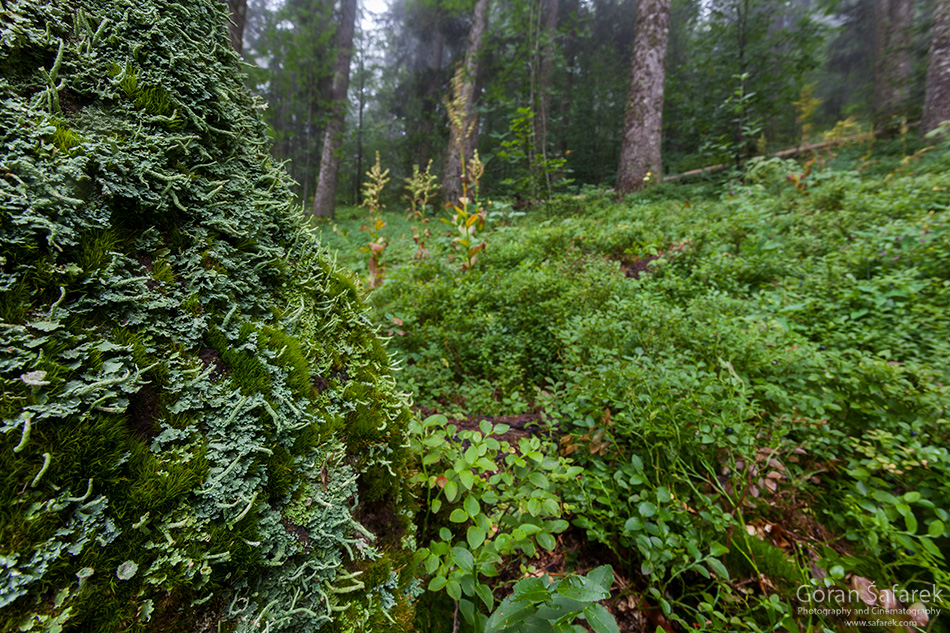 Borovnica, Vaccinium myrtillus