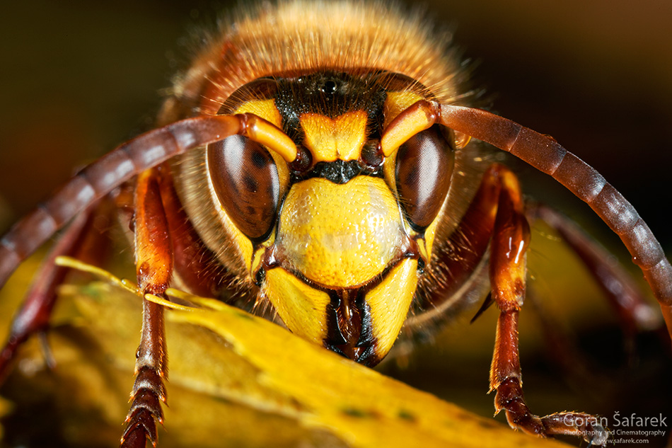 Stršljen, Vespa crabro