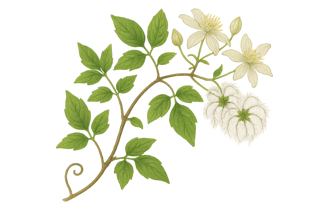 Obična pavitina (Clematis vitalba)
