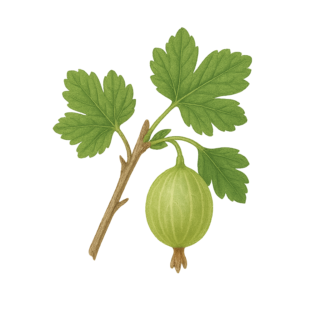 Ogrozd (Ribes uva-crispa)