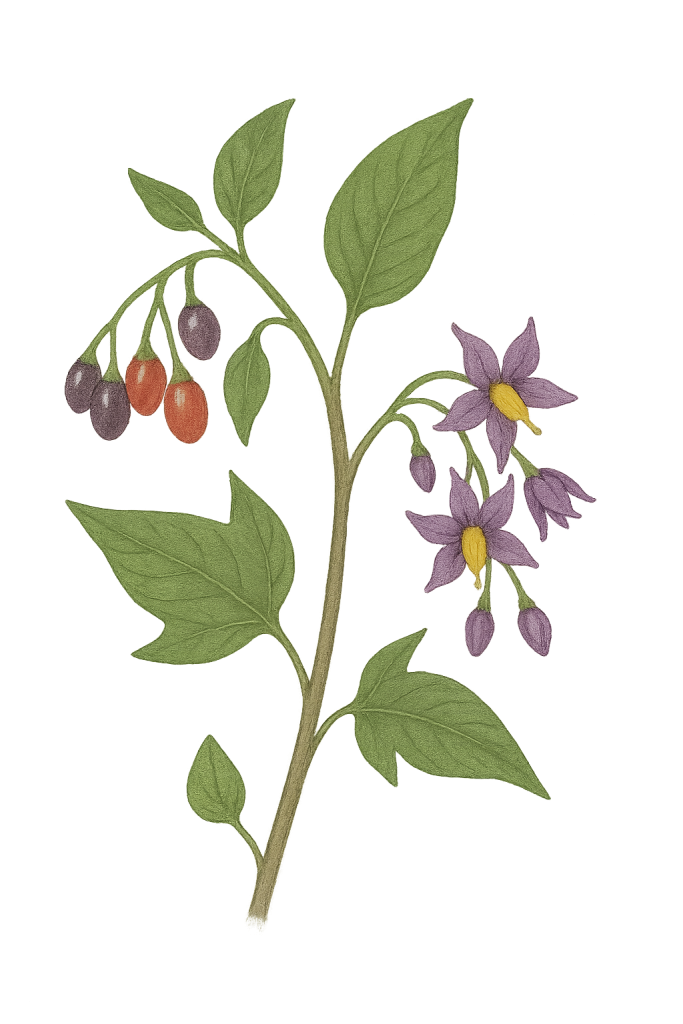 Paskvica (Solanum dulcamara)