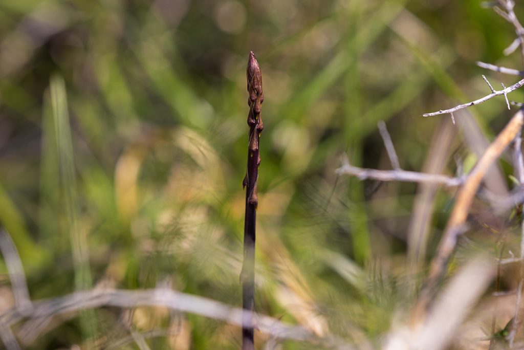 Divlja šparoga, oštrolisna šparoga. Asparagus acutifolius