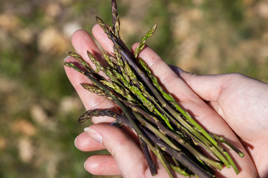 Divlja šparoga, oštrolisna šparoga. Asparagus acutifolius