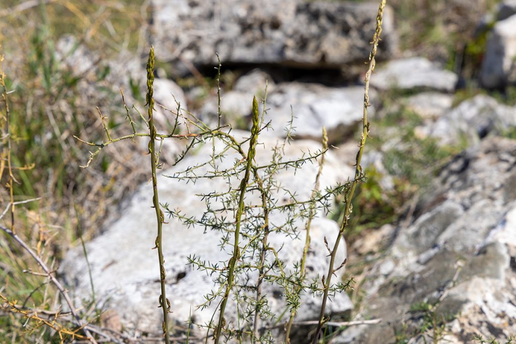 Divlja šparoga, oštrolisna šparoga. Asparagus acutifolius
