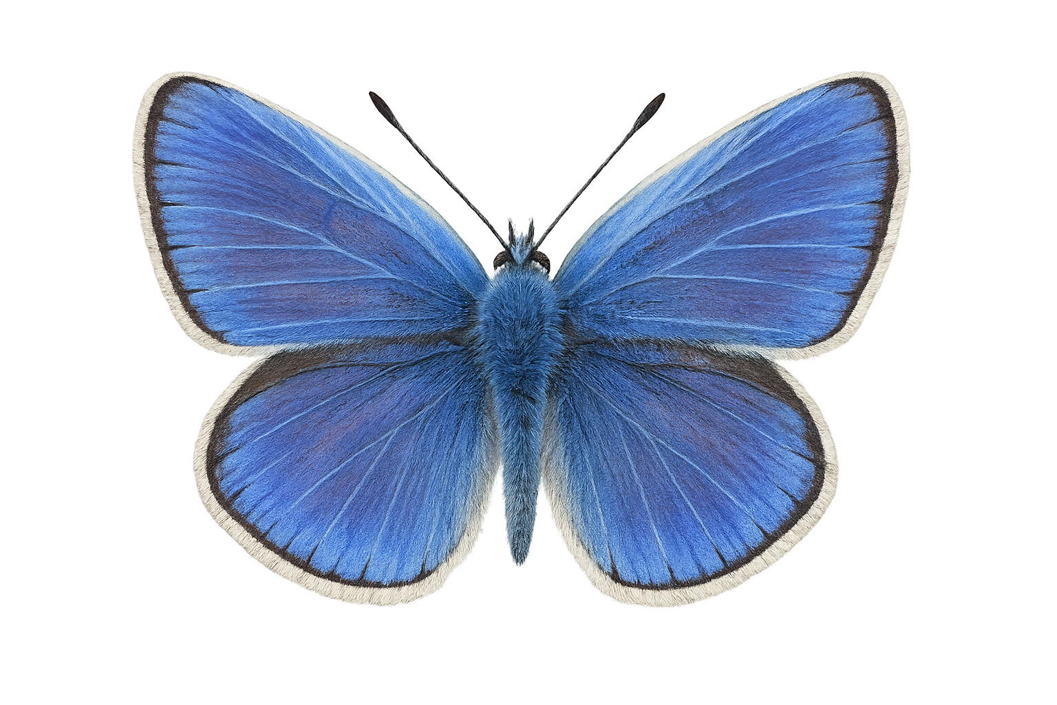 Zeleni plavac (Polyommatus icarus)