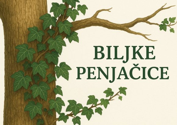 biljke penjačice, povijuše