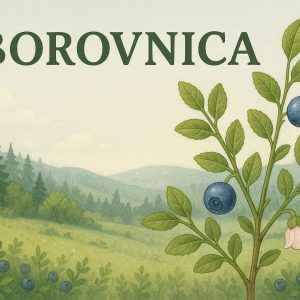 Borovnica, Vaccinium myrtillus