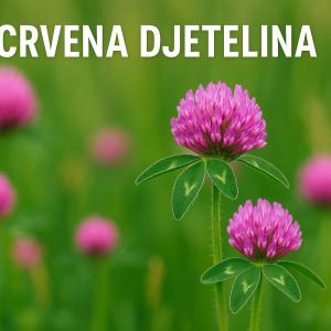 crvena djetelina, Trifolium pratense