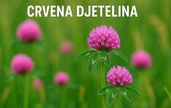 crvena djetelina, Trifolium pratense