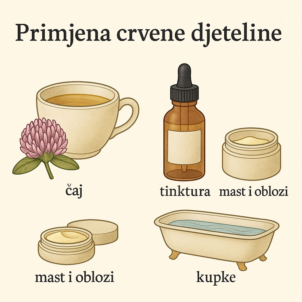 crvena djetelina, Trifolium pratense