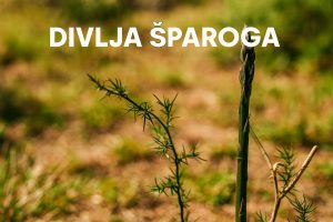 Divlja šparoga, oštrolisna šparoga. Asparagus acutifolius