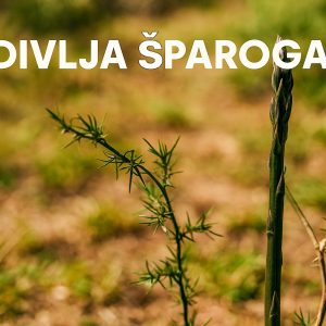Divlja šparoga, oštrolisna šparoga. Asparagus acutifolius