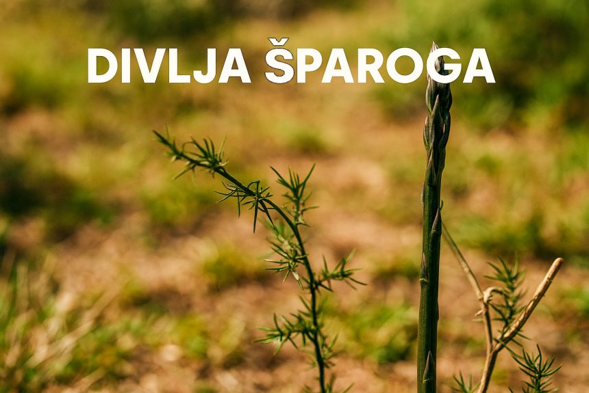 Divlja šparoga, oštrolisna šparoga. Asparagus acutifolius