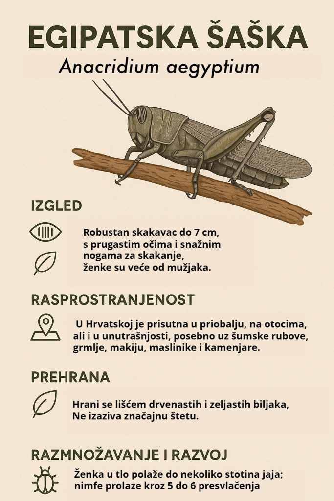 Egipatska šaška, egipatski skakavac, Anacridium aegyptium, skakavci