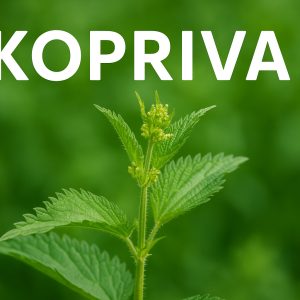 kopriva, urtica dioica