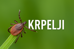 krpelji