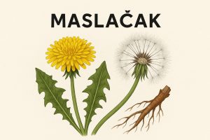 maslačak, taraxacum officinale