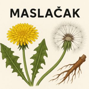 maslačak, taraxacum officinale