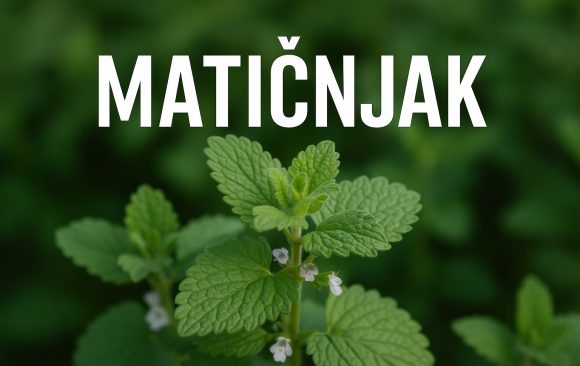 Matičnjak, Melissa officinalis