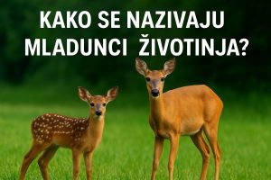 mladunci životinja