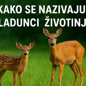 mladunci životinja