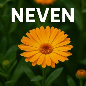 Neven, Calendula officinalis
