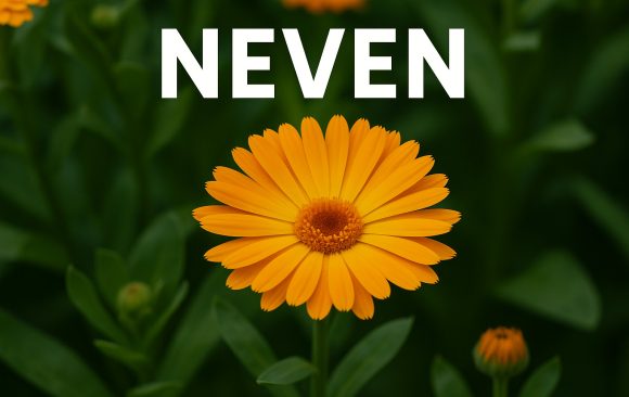 neven-feat Neven, Calendula officinalis