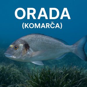 orada, Sparus aurata, komarča