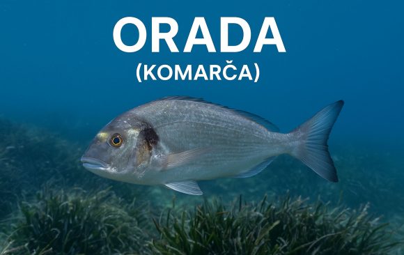 orada, Sparus aurata, komarča