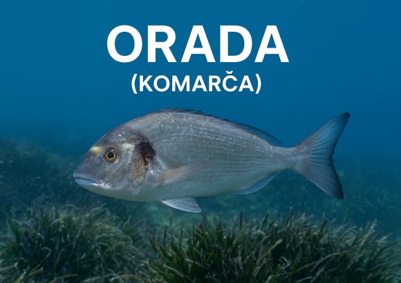 orada, Sparus aurata, komarča