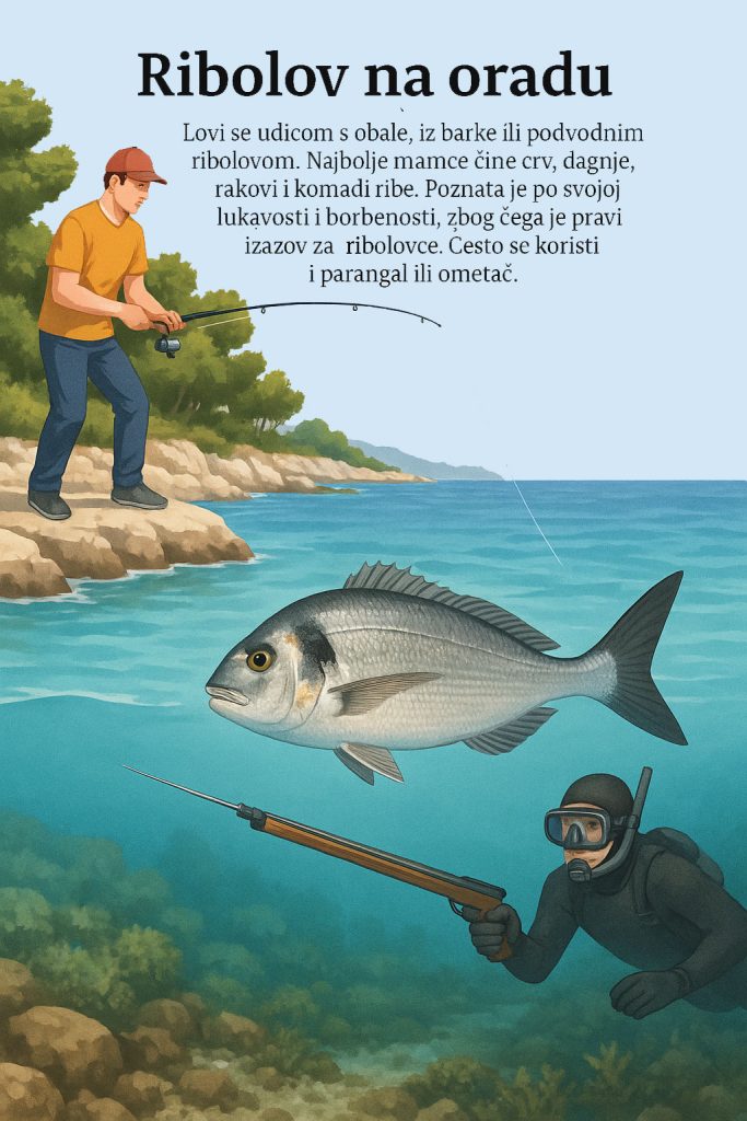orada, Sparus aurata, komarča, lov, ribolov