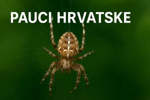 pauci, hrvatska