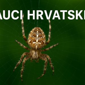 pauci, hrvatska