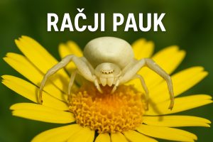 račji pauk, pauci
