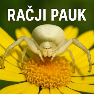 račji pauk, pauci