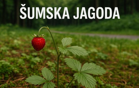 Šumska jagoda, Fragaria vesca