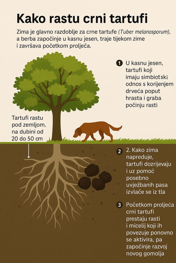 tartufi