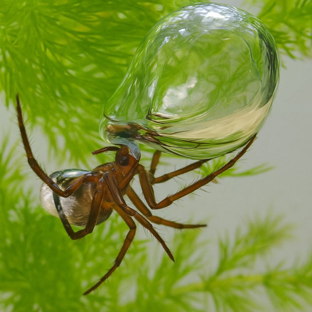 Vodenpauk (Argyroneta aquatica)