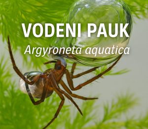 Vodenpauk (Argyroneta aquatica)