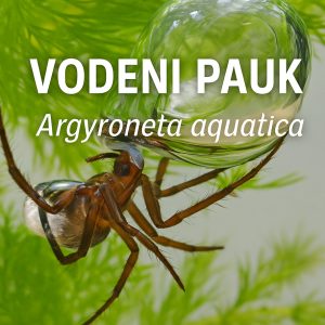 Vodenpauk (Argyroneta aquatica)