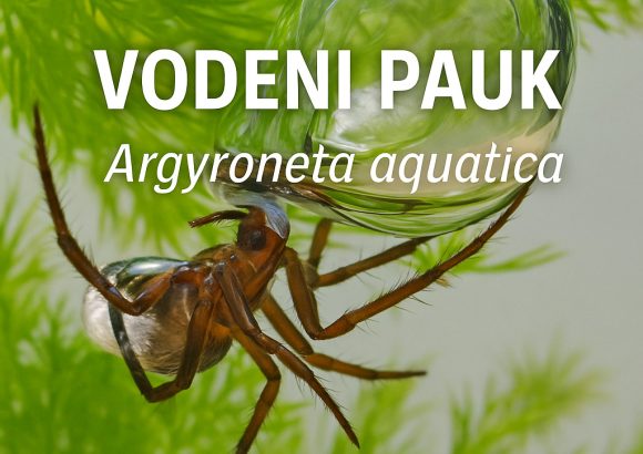 Vodenpauk (Argyroneta aquatica)