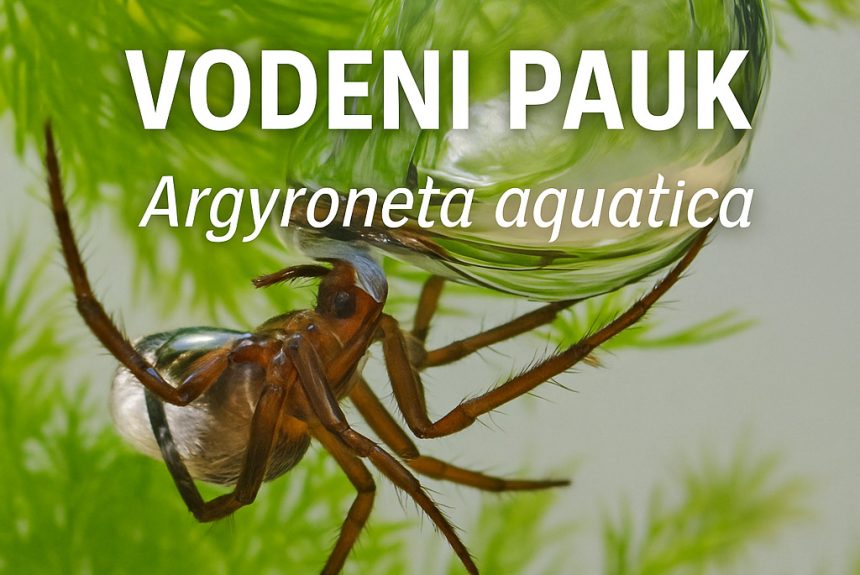 Vodenpauk (Argyroneta aquatica)