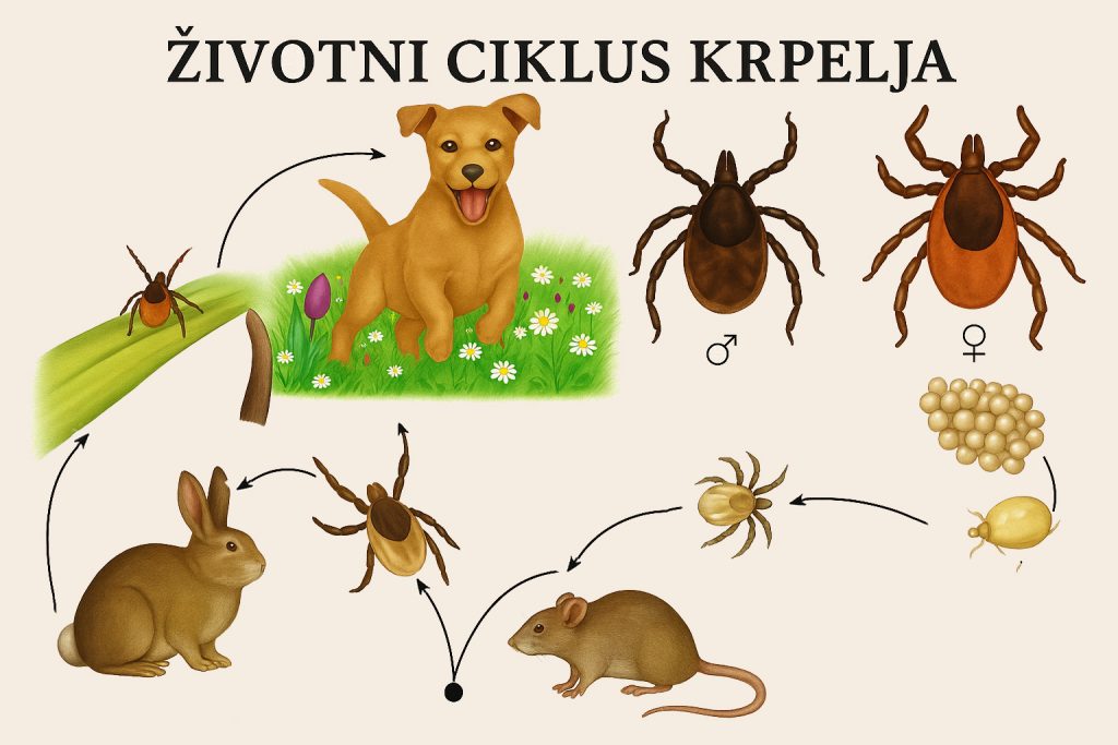 krpelji